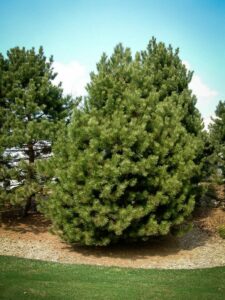 Сосна Чёрная (Pinus Nigra) купить по цене от 270.00р. в интернет-магазине «Посадика» с доставкой почтой в в Ишимбайе и по всей России – [изображение №1].