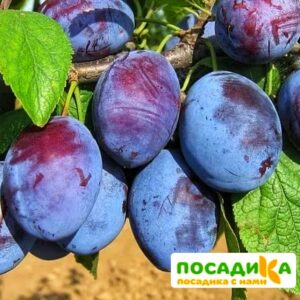 Слива Чачакская ранняя купить по цене от 229.00р. в интернет-магазине «Посадика» с доставкой почтой в в Ишимбайе и по всей России – [изображение №1].