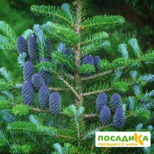 Пихта корейская (Abies koreana) купить по цене от 450.00р. в интернет-магазине «Посадика» с доставкой почтой в в Ишимбайе и по всей России – [изображение №1].