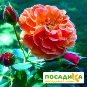 Роза Арабия купить по цене от 350.00р. в интернет-магазине «Посадика» с доставкой почтой в в Ишимбайе и по всей России – [изображение №1].