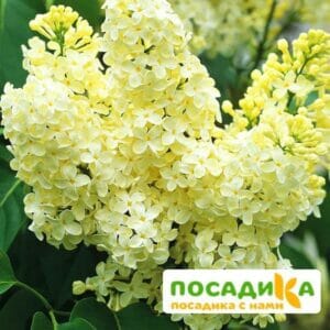 Сирень Примроуз (Primrose) купить по цене от 529.00р. в интернет-магазине «Посадика» с доставкой почтой в в Ишимбайе и по всей России – [изображение №1].