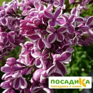 Сирень Сенсация купить по цене от 529.00р. в интернет-магазине «Посадика» с доставкой почтой в в Ишимбайе и по всей России – [изображение №1].