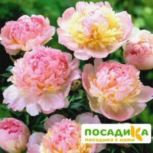 Пион Распберри Сандей (Paeonia Raspberry Sundae) купить по цене от 959р. в интернет-магазине «Посадика» с доставкой почтой в в Ишимбайе и по всей России – [изображение №1].