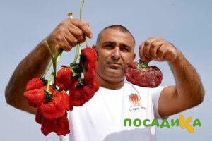 Клубника Гигант Джорнея купить по цене от 266р. в интернет-магазине «Посадика» с доставкой почтой в в Ишимбайе и по всей России – [изображение №1].