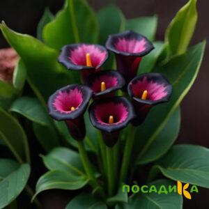 Калла Аура Лейс купить по цене от 400р. в интернет-магазине «Посадика» с доставкой почтой в в Ишимбайе и по всей России – [изображение №1].