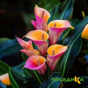 Калла Оникс купить по цене от 450р. в интернет-магазине «Посадика» с доставкой почтой в в Ишимбайе и по всей России – [изображение №1].