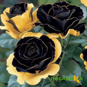 Роза Ханни Сикл купить по цене от 700р. в интернет-магазине «Посадика» с доставкой почтой в в Ишимбайе и по всей России – [изображение №1].