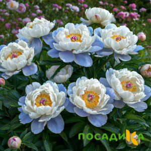 Пион акварельный Этюд купить по цене от 806р. в интернет-магазине «Посадика» с доставкой почтой в в Ишимбайе и по всей России – [изображение №1].