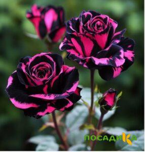 Роза Багровый Шепот купить по цене от 366р. в интернет-магазине «Посадика» с доставкой почтой в в Ишимбайе и по всей России – [изображение №1].