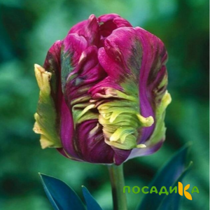 Тюльпан Экзотик Хэвен купить по цене от 186р. в интернет-магазине «Посадика» с доставкой почтой в в Ишимбайе и по всей России – [изображение №1].