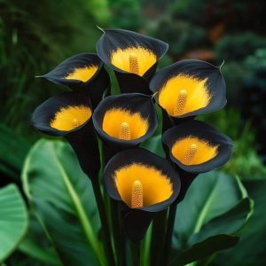 Калла Легато купить по цене от 620р. в интернет-магазине «Посадика» с доставкой почтой в в Ишимбайе и по всей России – [изображение №1].