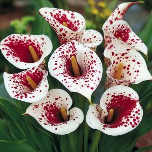 Калла Эмпайр купить по цене от 302р. в интернет-магазине «Посадика» с доставкой почтой в в Ишимбайе и по всей России – [изображение №1].