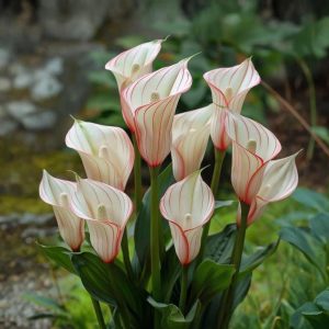 Калла Глейшер купить по цене от 299р. в интернет-магазине «Посадика» с доставкой почтой в в Ишимбайе и по всей России – [изображение №1].