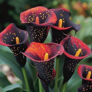 Калла Нуар купить по цене от 299р. в интернет-магазине «Посадика» с доставкой почтой в в Ишимбайе и по всей России – [изображение №1].