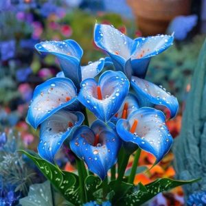 Калла Портрейт купить по цене от 292р. в интернет-магазине «Посадика» с доставкой почтой в в Ишимбайе и по всей России – [изображение №1].