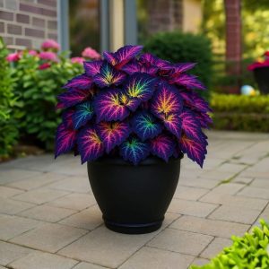 Хоста Фрости Блю купить по цене от 389р. в интернет-магазине «Посадика» с доставкой почтой в в Ишимбайе и по всей России – [изображение №1].