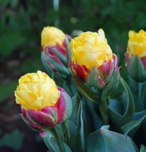 Тюльпан Айс Крим Банана купить по цене от 360р. в интернет-магазине «Посадика» с доставкой почтой в в Ишимбайе и по всей России – [изображение №1].