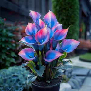 Калла Импрессия купить по цене от 590р. в интернет-магазине «Посадика» с доставкой почтой в в Ишимбайе и по всей России – [изображение №1].