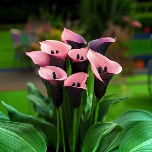 Калла Энигма купить по цене от 291р. в интернет-магазине «Посадика» с доставкой почтой в в Ишимбайе и по всей России – [изображение №1].