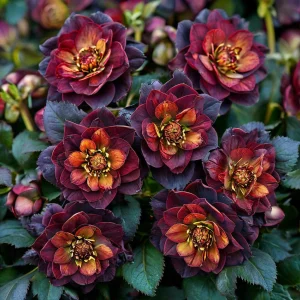 Морозник Сноу Дроп купить по цене от 348р. в интернет-магазине «Посадика» с доставкой почтой в в Ишимбайе и по всей России – [изображение №1].