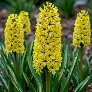 Гиацинт Сансет Голд купить по цене от 2099р. в интернет-магазине «Посадика» с доставкой почтой в в Ишимбайе и по всей России – [изображение №1].