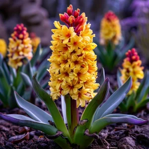 Гиацинт Миднайт Мистери купить по цене от 2099р. в интернет-магазине «Посадика» с доставкой почтой в в Ишимбайе и по всей России – [изображение №1].