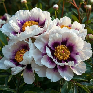 Пион Эко Саммер купить по цене от 548р. в интернет-магазине «Посадика» с доставкой почтой в в Ишимбайе и по всей России – [изображение №1].