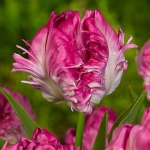 Тюльпан махровый Кул Кристал купить по цене от 400р. в интернет-магазине «Посадика» с доставкой почтой в в Ишимбайе и по всей России – [изображение №1].